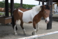 [那須どうぶつ王国][動物園]