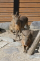 [那須どうぶつ王国][動物園]