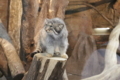 [那須どうぶつ王国][動物園]