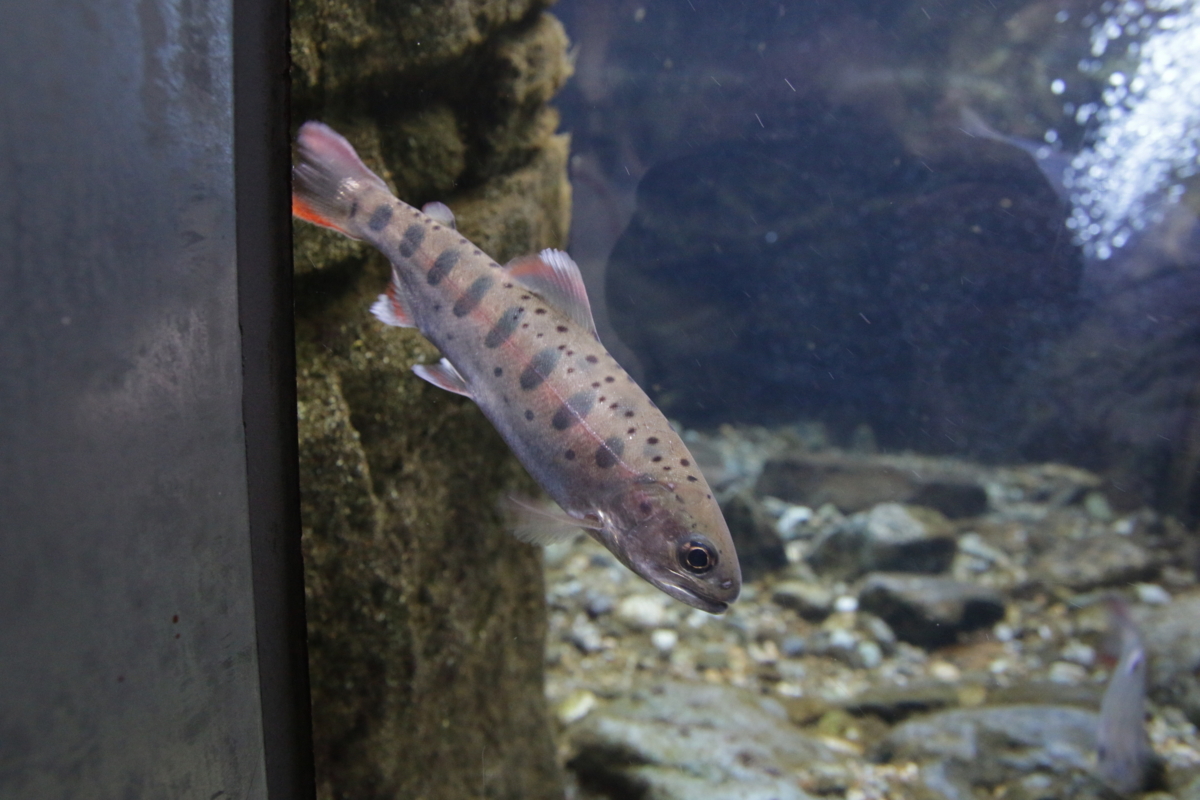 [なかがわ水遊園][水族館][お出かけ]