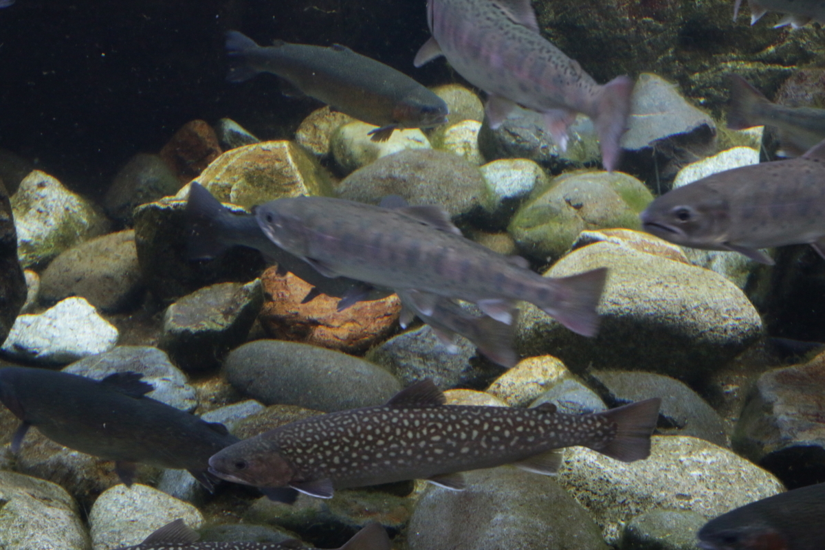 [なかがわ水遊園][水族館][お出かけ]