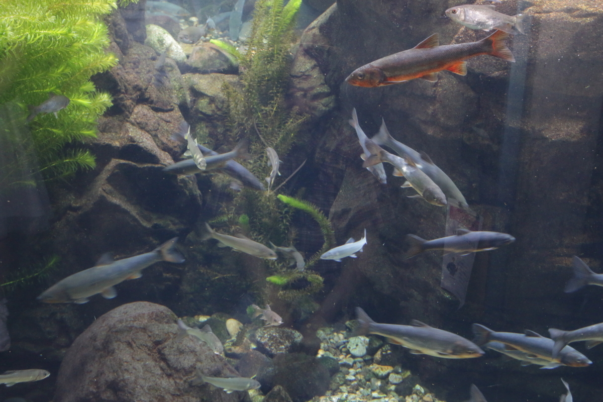 [なかがわ水遊園][水族館][お出かけ]