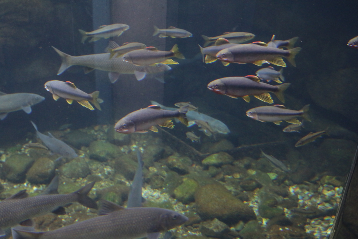 [なかがわ水遊園][水族館][お出かけ]