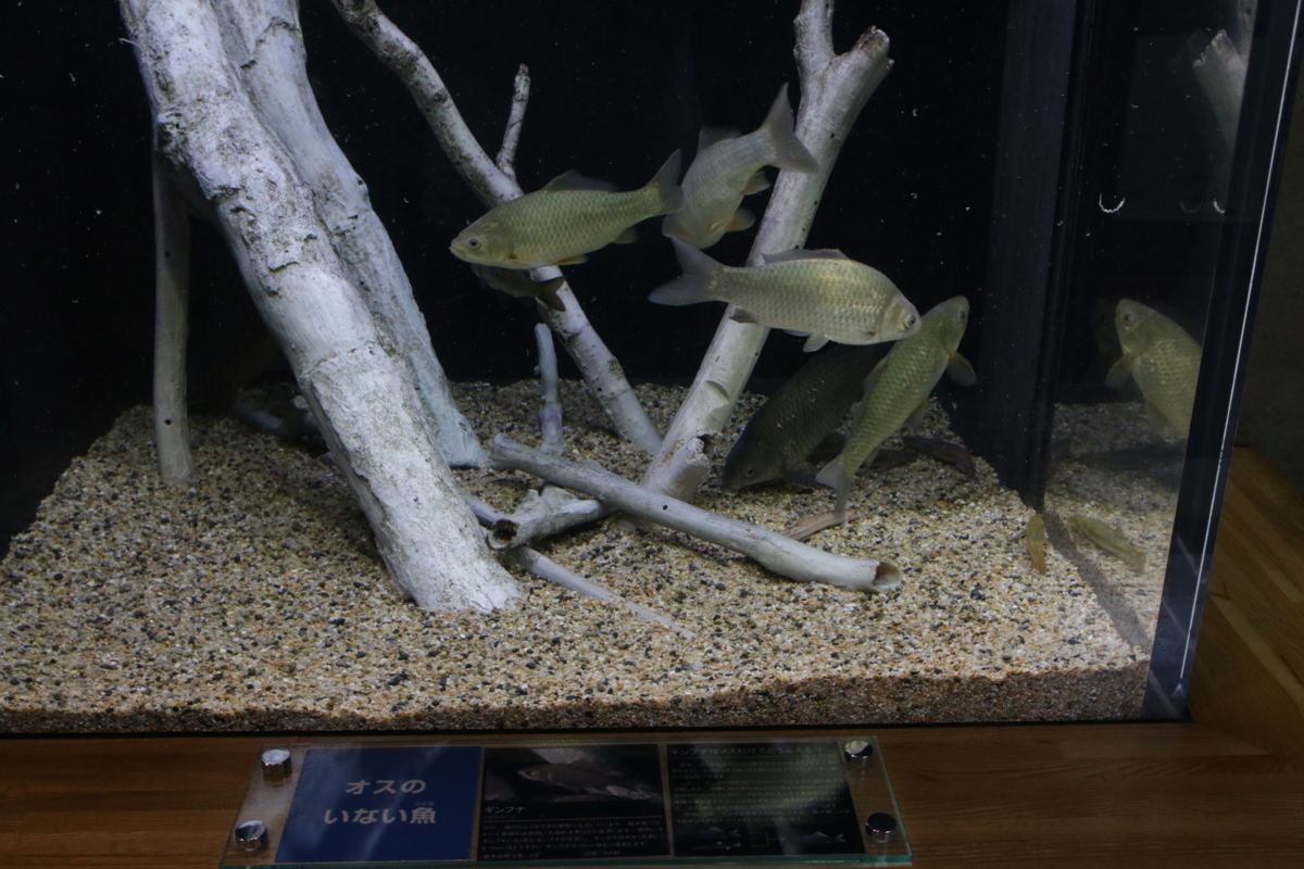 [なかがわ水遊園][水族館][お出かけ]