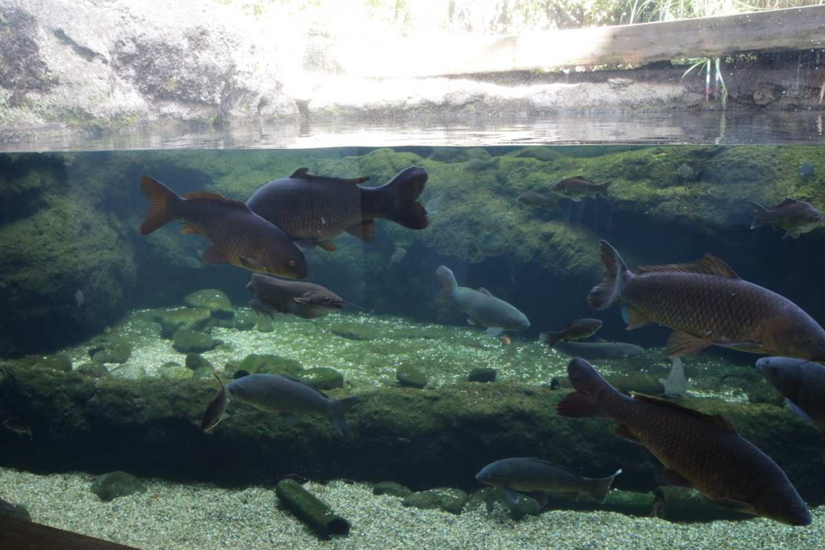 [なかがわ水遊園][水族館][お出かけ]