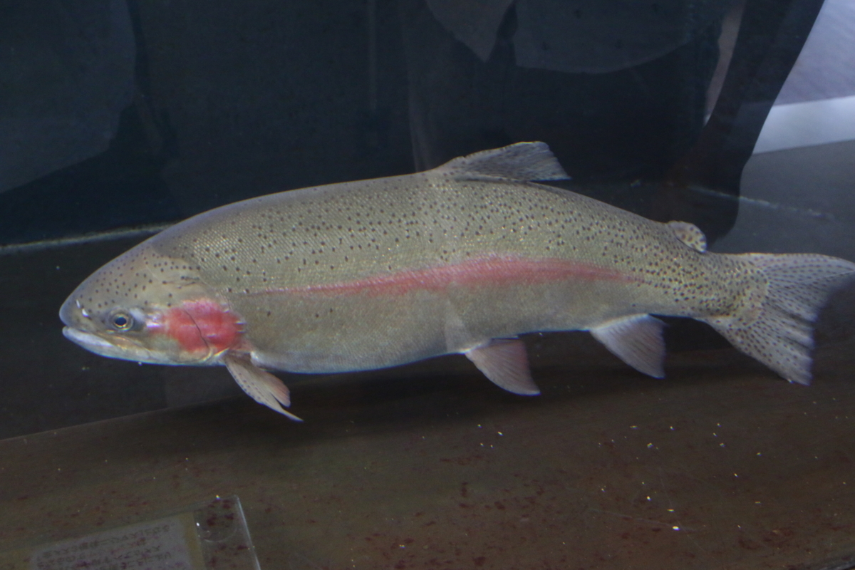 [なかがわ水遊園][水族館][お出かけ]