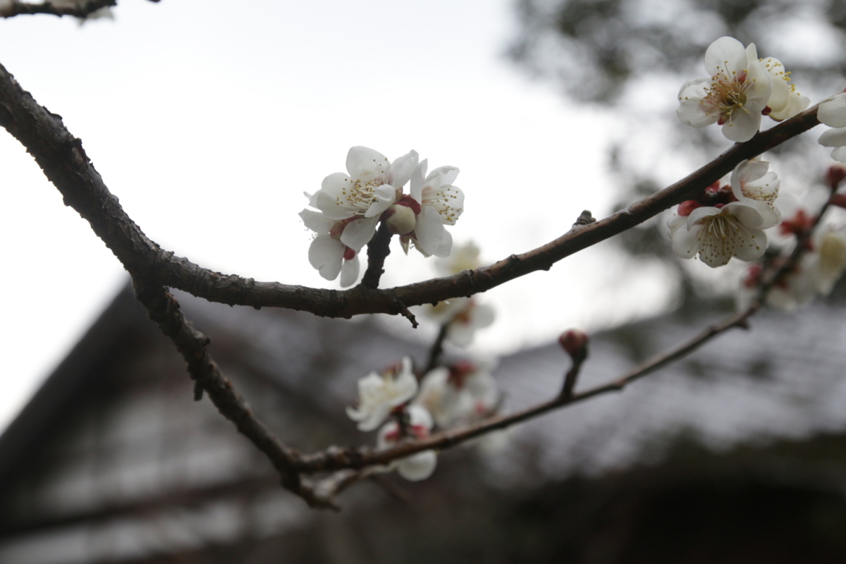 [建物][郷土の森博物館]