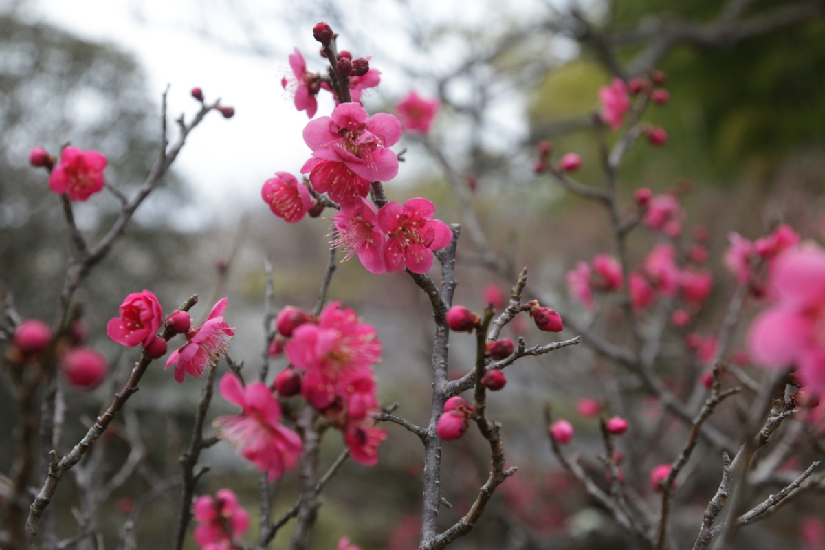 [花][郷土の森博物館]