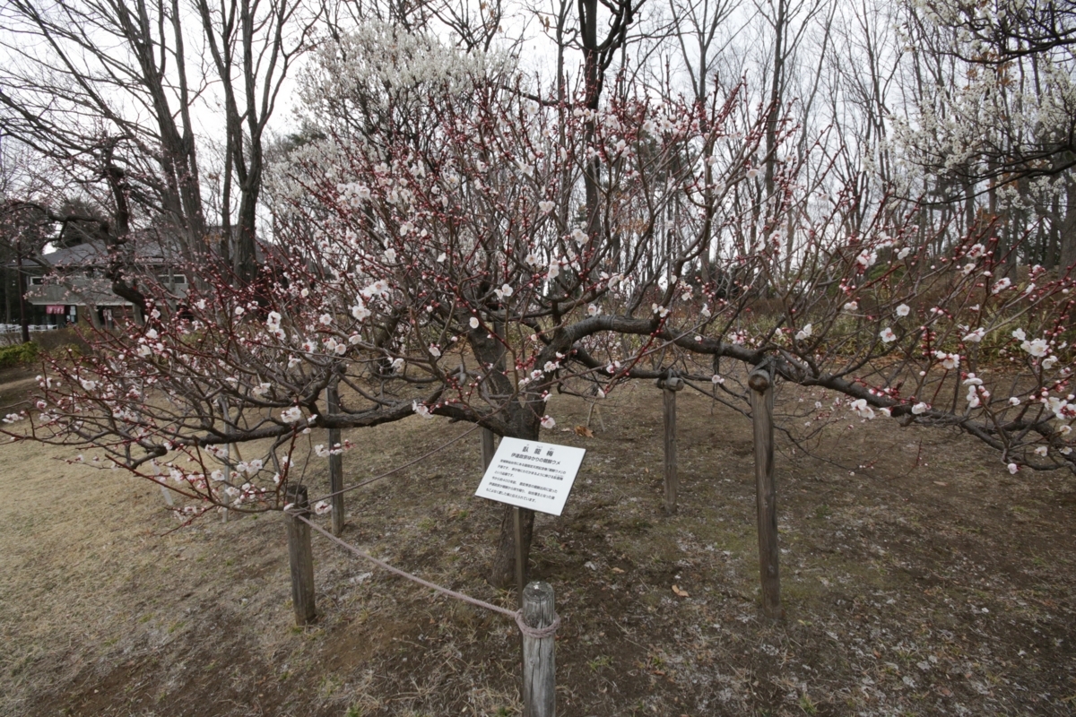 [花][郷土の森博物館]