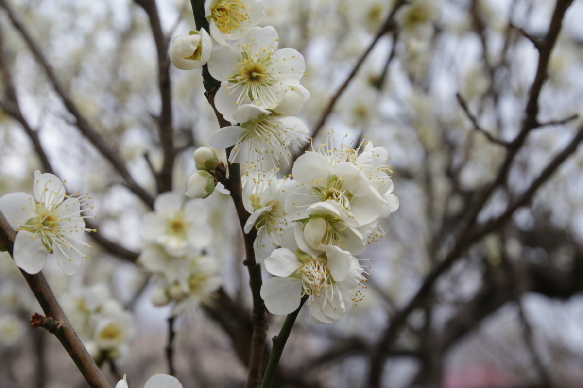 [花][郷土の森博物館]