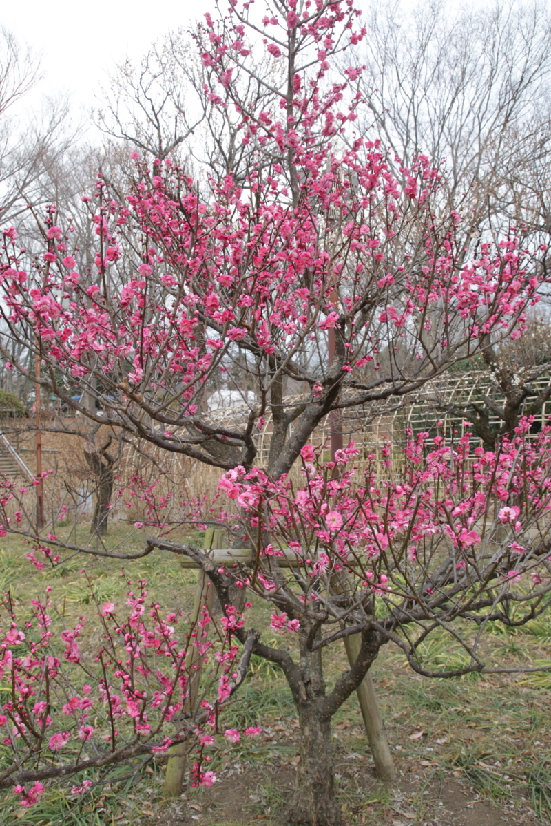 [花][郷土の森博物館]