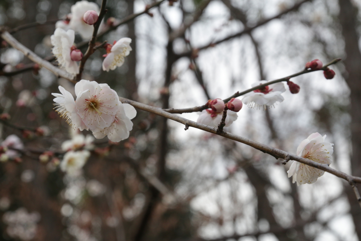 [花][郷土の森博物館]