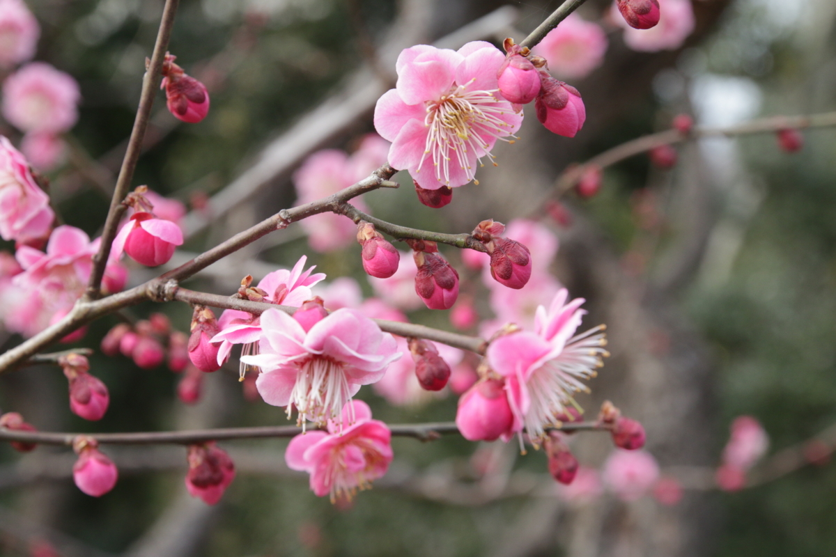 [花][郷土の森博物館]