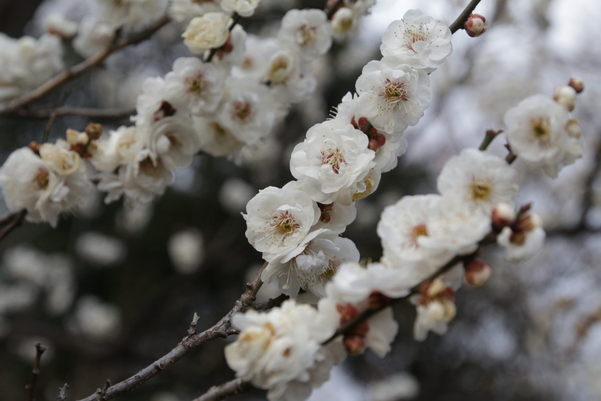 [花][郷土の森博物館]