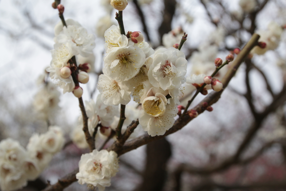 [花][郷土の森博物館]