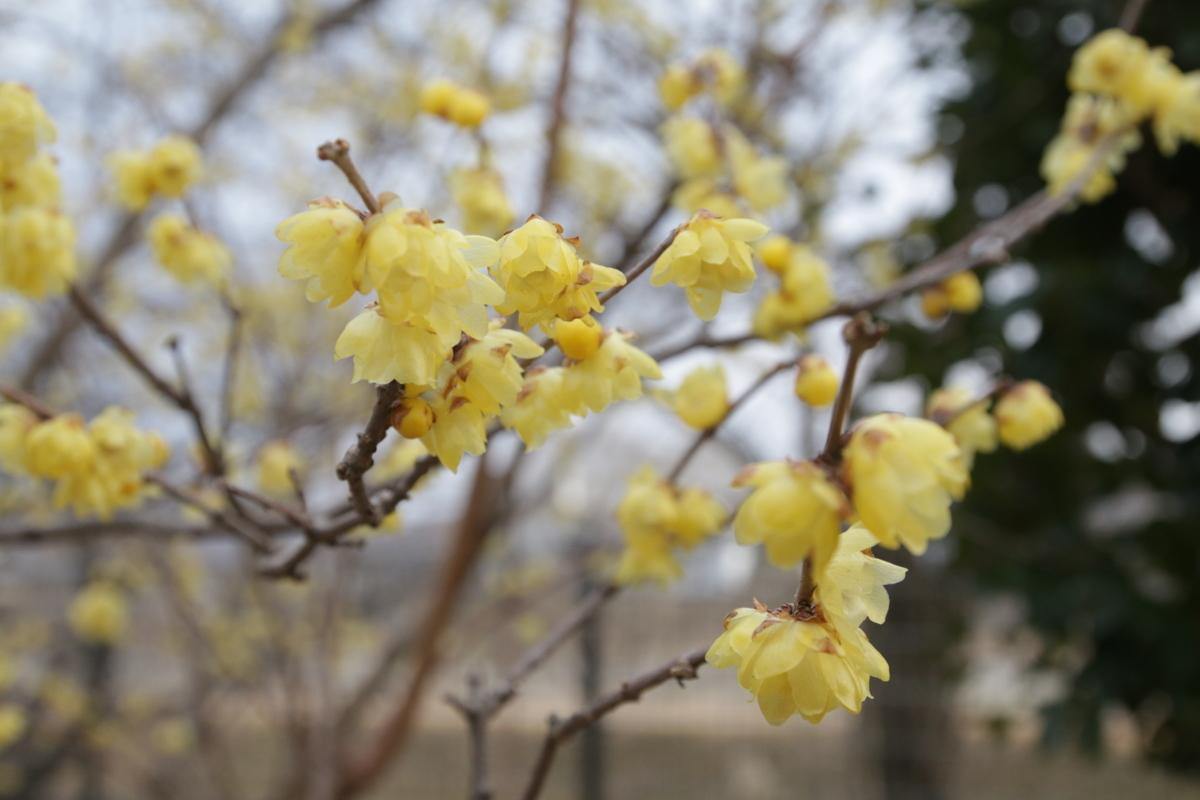 [花][郷土の森博物館]