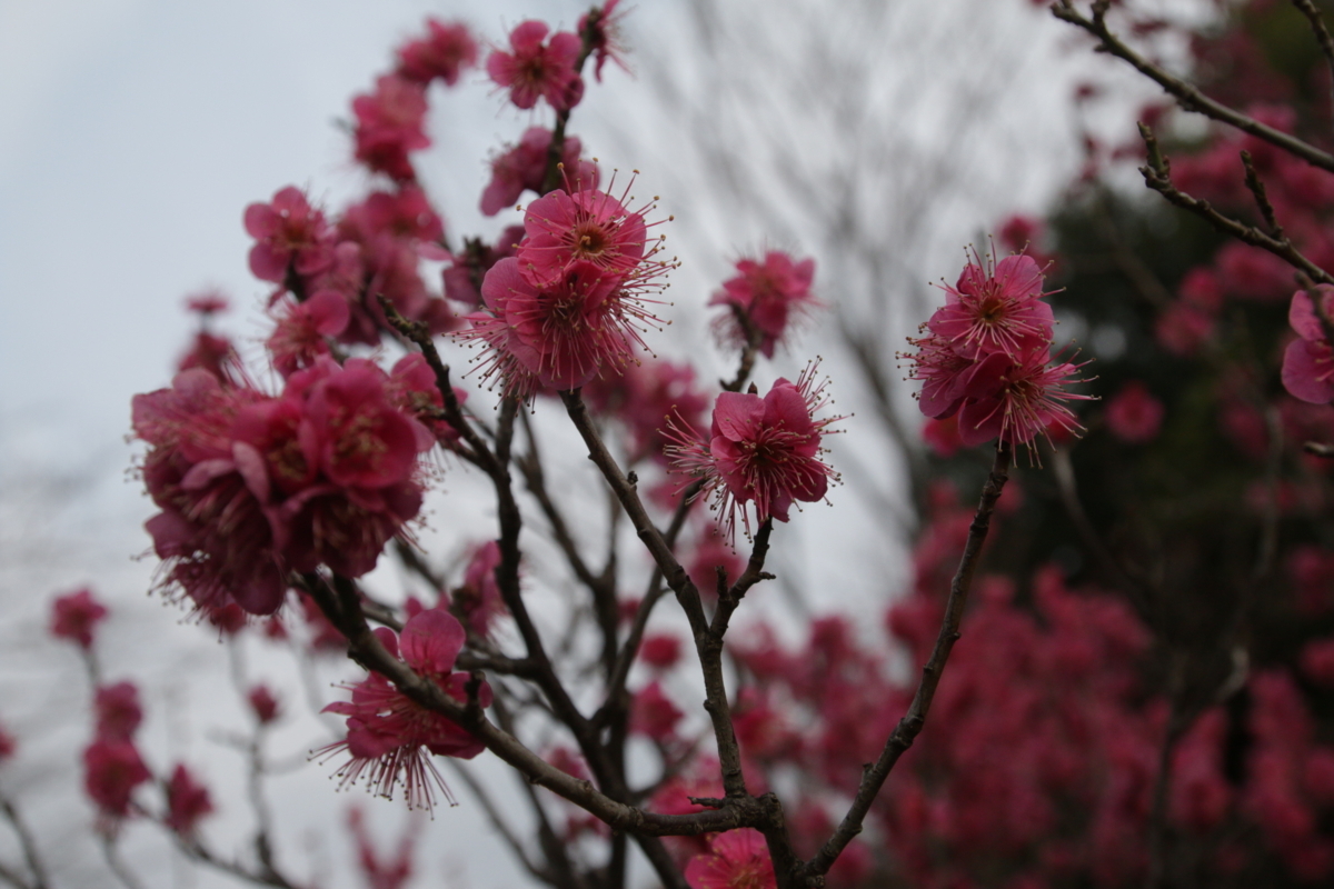 [花][郷土の森博物館]