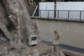 [上野動物園][動物園]