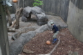 [上野動物園][動物園]