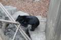 [上野動物園][動物園]