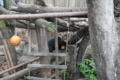 [上野動物園][動物園]