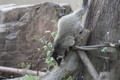 [上野動物園][動物園]