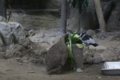 [上野動物園][動物園]