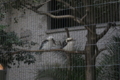 [上野動物園][動物園]