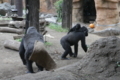 [上野動物園][動物園]