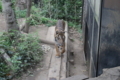 [上野動物園][動物園]