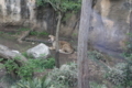 [上野動物園][動物園]