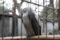 [上野動物園][動物園]