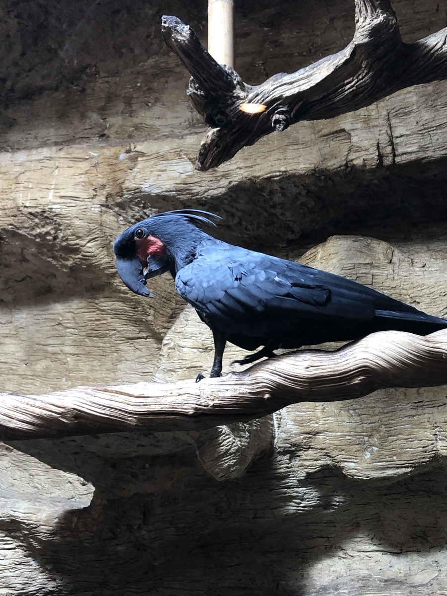 動物園 動物園