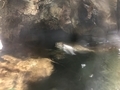 [動物園][水族館][アメリカ]