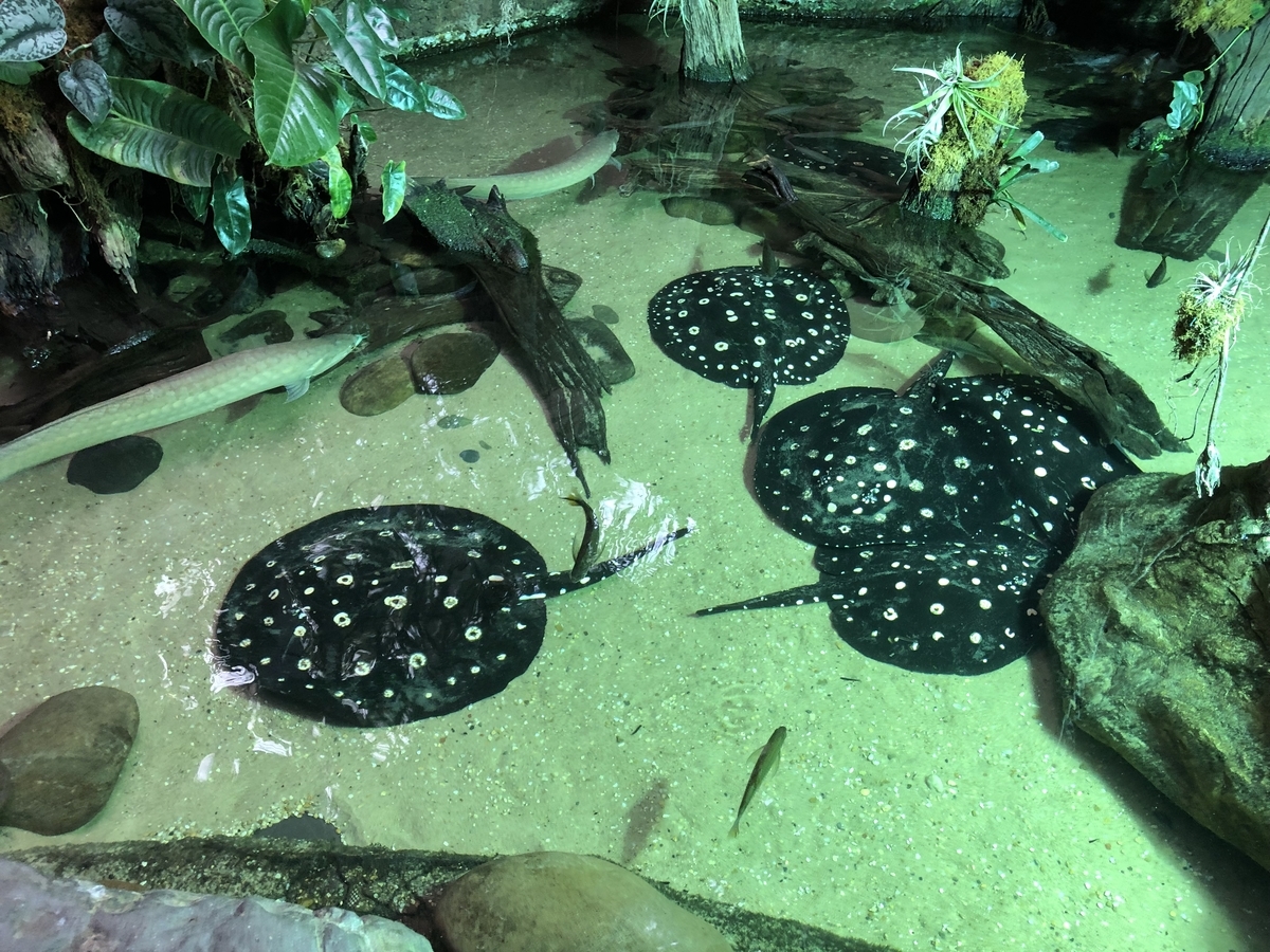 [動物園][水族館][アメリカ]