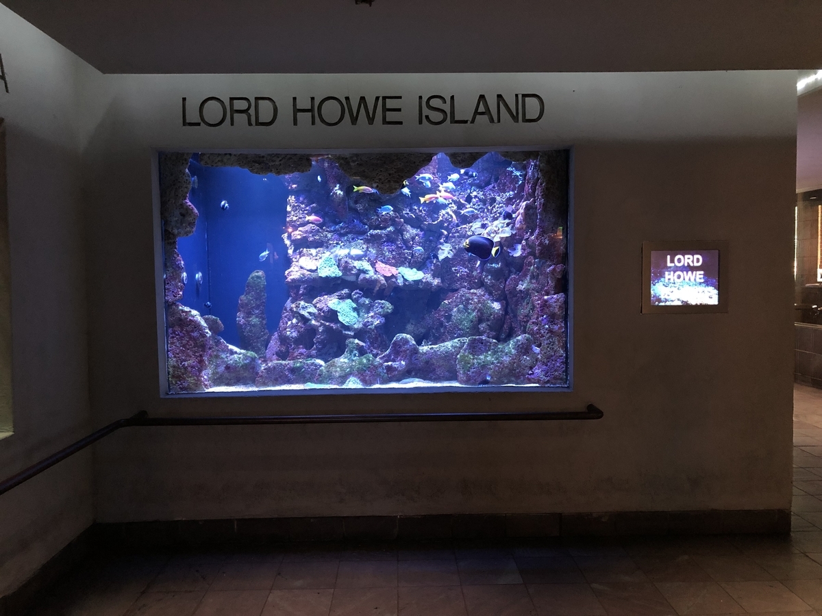 海から400km離れた素敵な水族館 ダラス ワールド アクアリウム その2 インターネットあっちこっち 海から400km離れた素敵な水族館 ダラス ワールド アクアリウム その2 インターネットあっちこっち