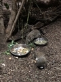 [アメリカ][水族館][動物園]