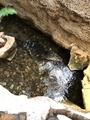 [アメリカ][水族館][動物園]