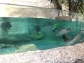 [アメリカ][水族館][動物園]