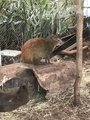 [アメリカ][水族館][動物園]