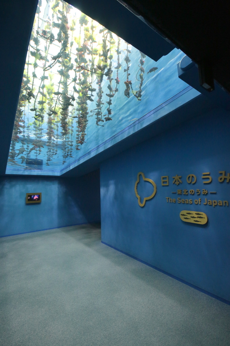 東北の海 が身近になる 仙台うみの杜水族館 その1 インターネットあっちこっち 東北の海 が身近になる 仙台うみの杜水族館 その1 インターネットあっちこっち