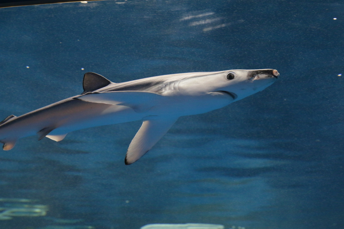 f:id:hms_ulysses:20190926093736j:plain