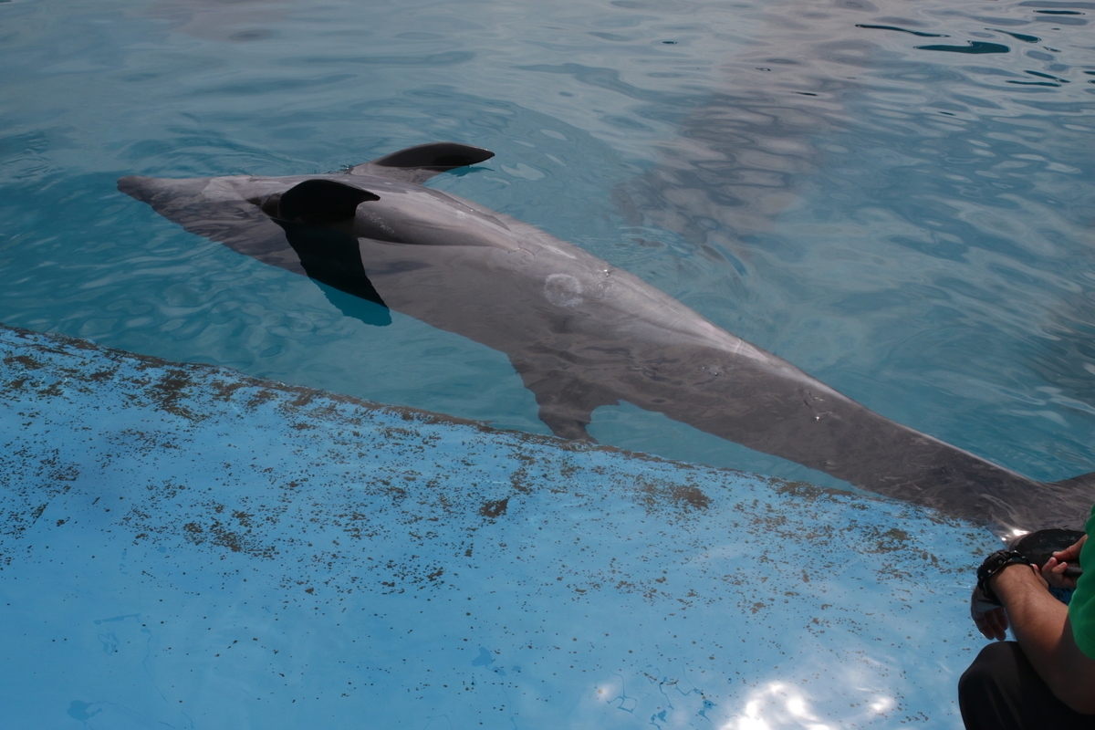 f:id:hms_ulysses:20190926105958j:plain