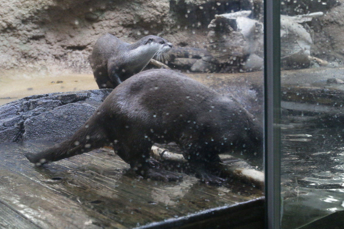 f:id:hms_ulysses:20190926115459j:plain