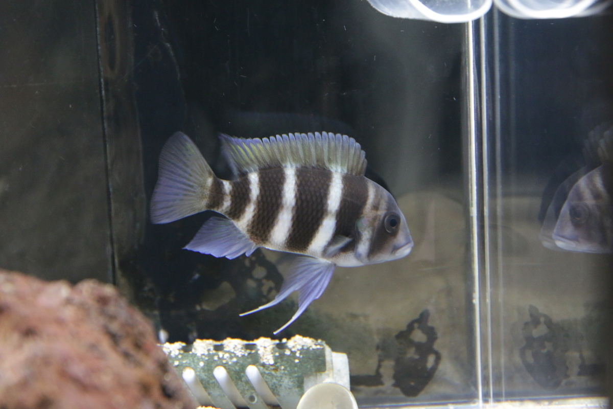 f:id:hms_ulysses:20190926115738j:image:w360