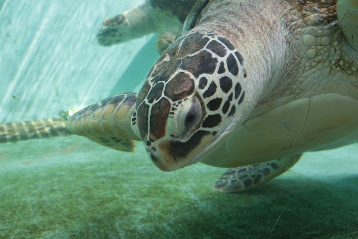 f:id:hms_ulysses:20190926122746j:plain