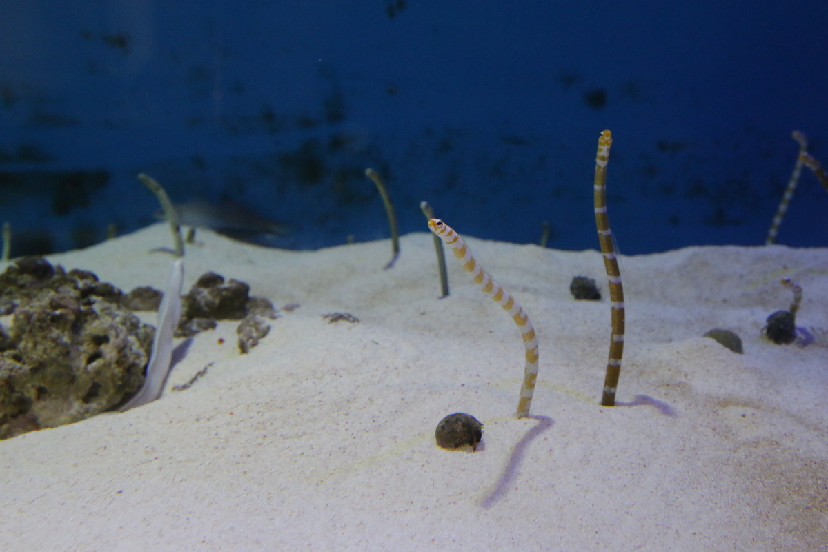 f:id:hms_ulysses:20190926123715j:plain