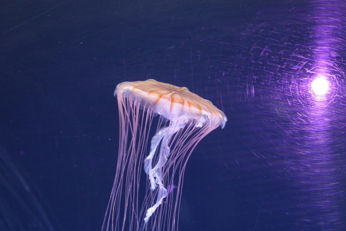 f:id:hms_ulysses:20190926124541j:plain