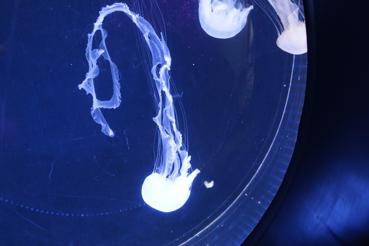 f:id:hms_ulysses:20190926124555j:plain