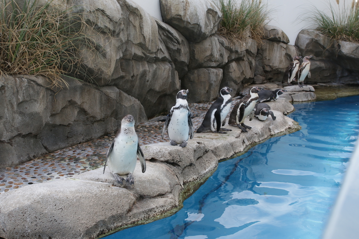 f:id:hms_ulysses:20190926125038j:plain